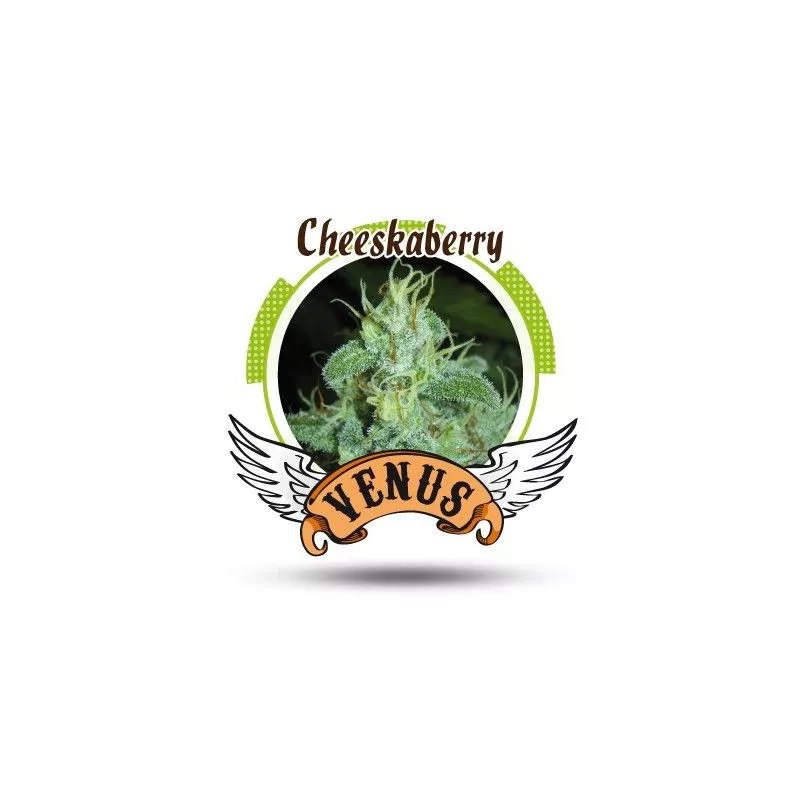 Cheesekaberry