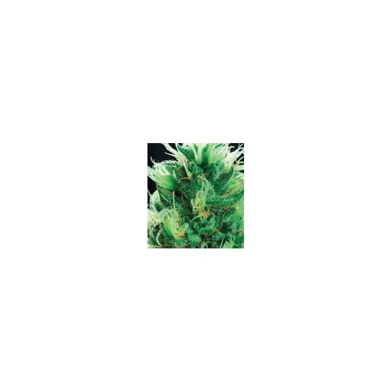 Brainstorm De Sjamaan Seeds