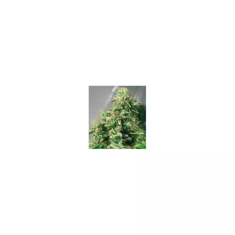 Master Haze