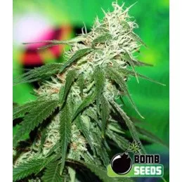 Buzz Bomb