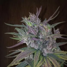 Oldtimer´s Haze. Ace Seeds
