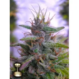 Sharksbreath 09