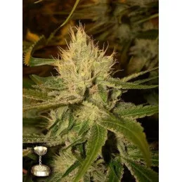 Cannalope Haze
