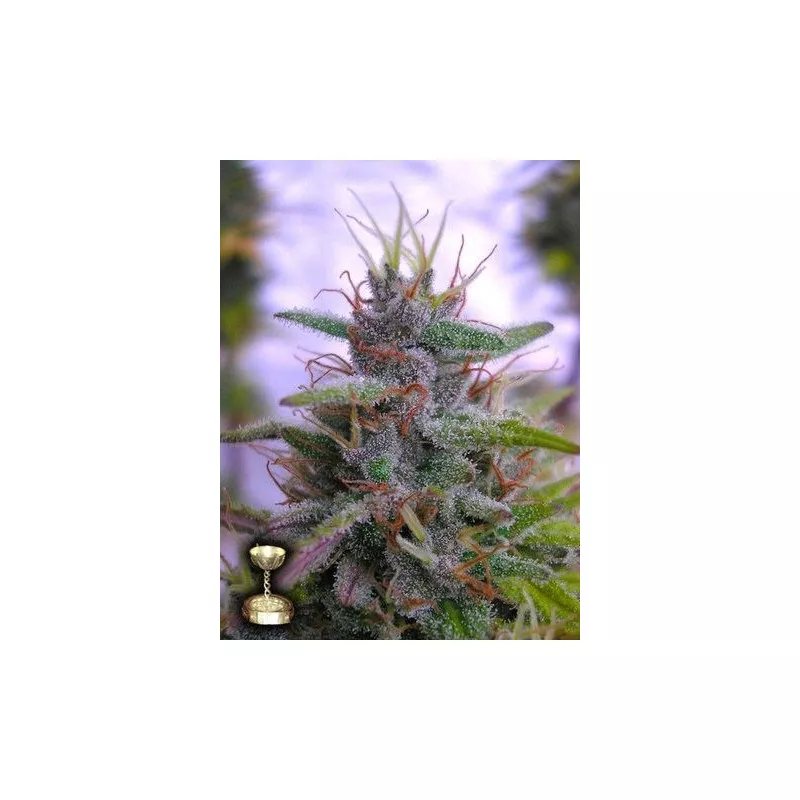 Sharksbreath G.Y.O. COLLECTION (GROW YOUR OWN)