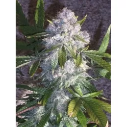 Purple Wreck