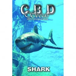 Shark