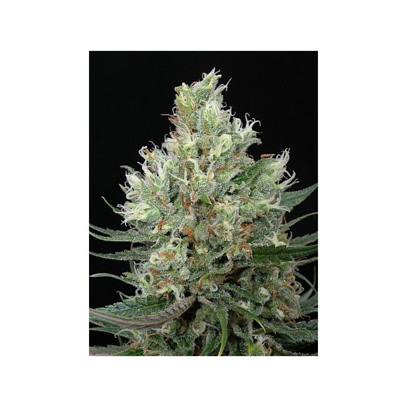 Ripper Haze Ripper Haze