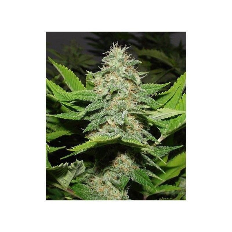 Walker Kush Rare Dankness Genetics Walker Kush Rare Dankness Genetics