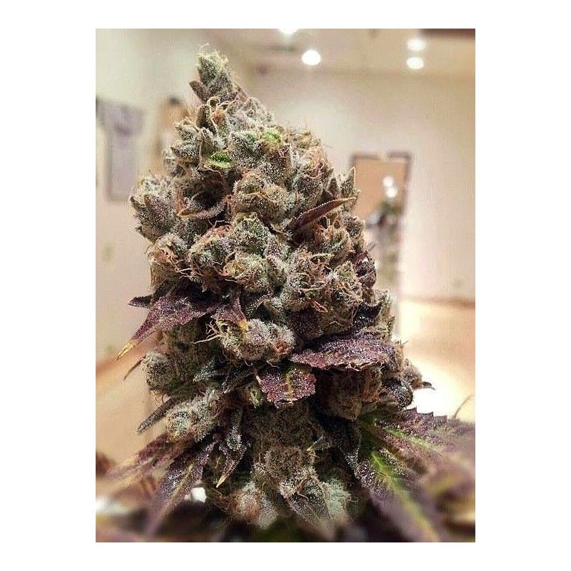 Lee Roy Rare Dankness Genetics Lee Roy Rare Dankness Genetics