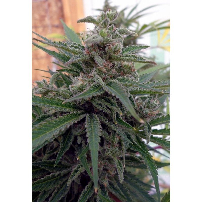 FLO-OG Rare Dankness FLO-OG Rare Dankness