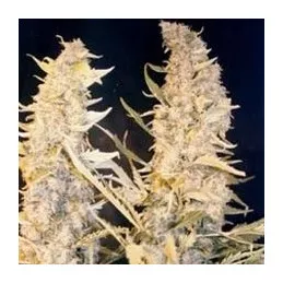 Skunk Special