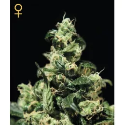 Damn Sour
