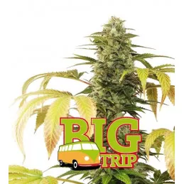 Big Trip