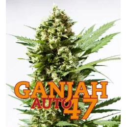 Auto Ganjah 47