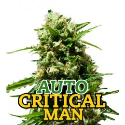 Auto Critical Man