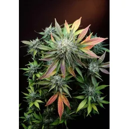 CannaSutra