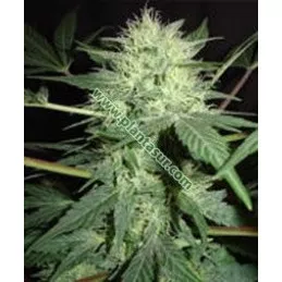 Northern Lights