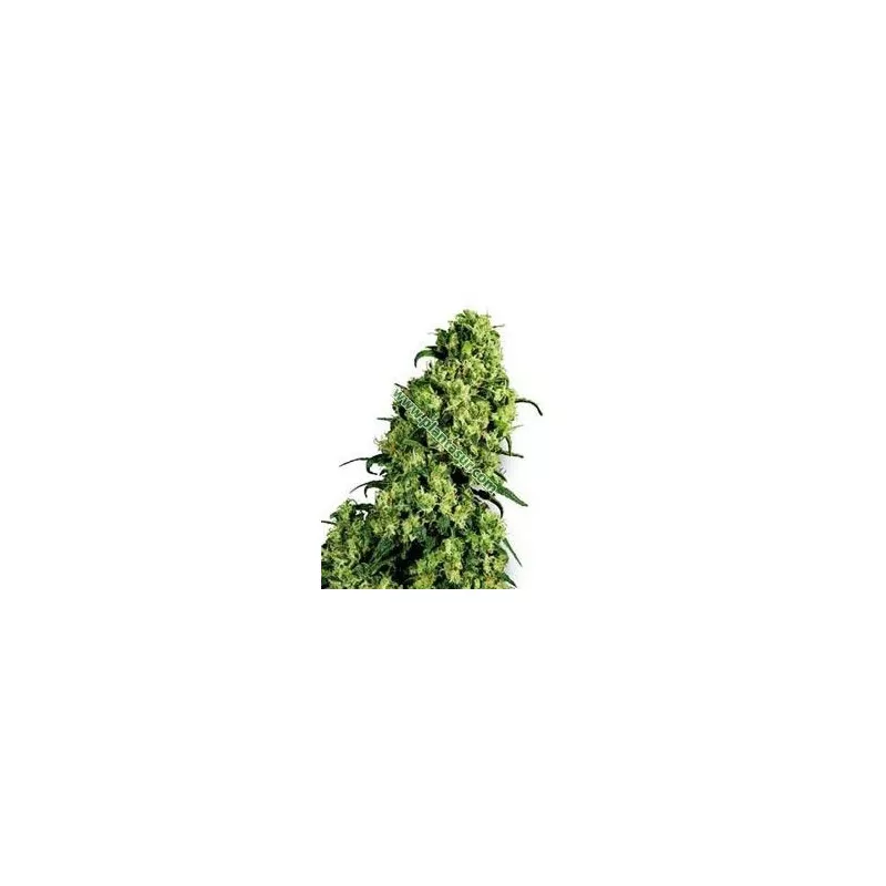 Skunk 1