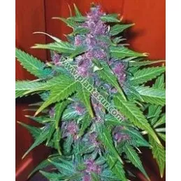 Homegrow Purple