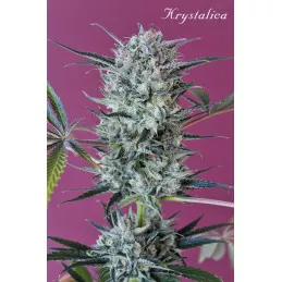 Krystalica