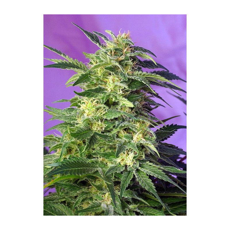 Killer Kush Auto semillas autoflorecientes de Sweet Seeds