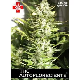 Thc autofloreciente Thc autofloreciente
