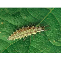 Chrysopa System