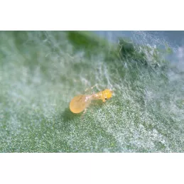 Swirskii System Swirskii System