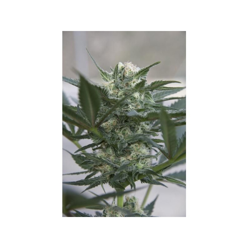 Auto Kush Auto Kush