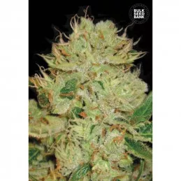 Auto Big Bud