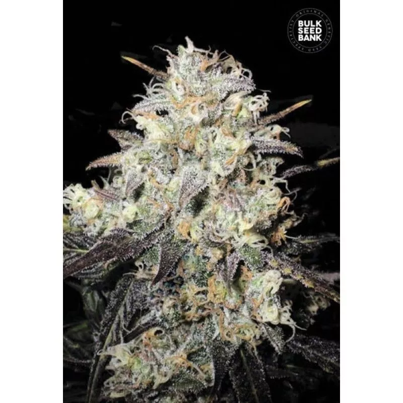 Auto Chocolope
