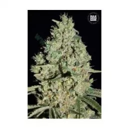 Auto Critical