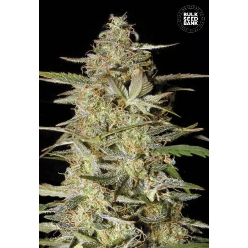 Auto Hindu Kush