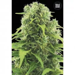 Auto Northern Light