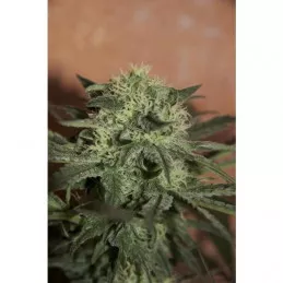 Auto Lemon