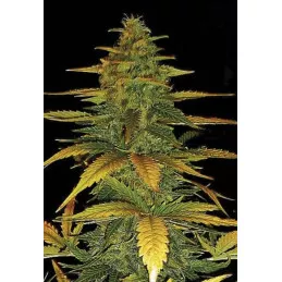 Auto White Dwarf