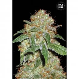 Black Domina