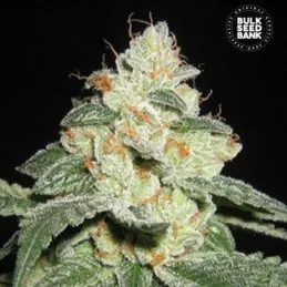 Great White Shark