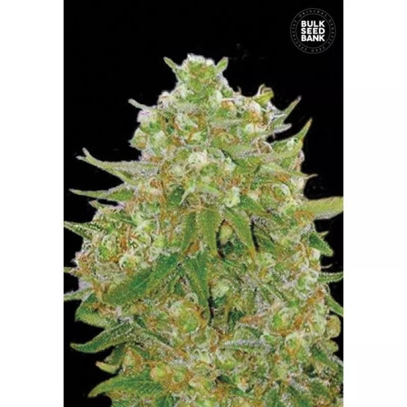 Master Kush