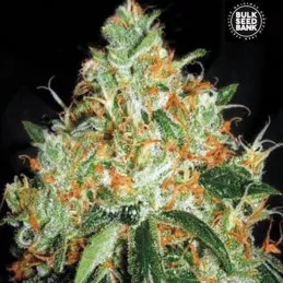 Orange Bud