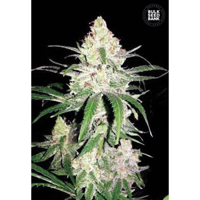 Super Lemon Haze Super Lemon Haze