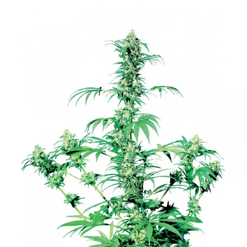 Early Girl Sensi Seeds