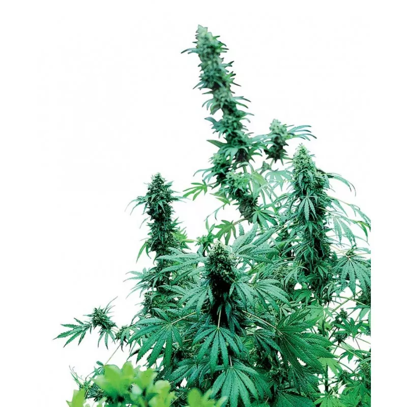 Early Skunk Sensi Seeds