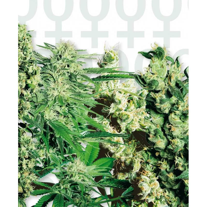 Feminized Mix
