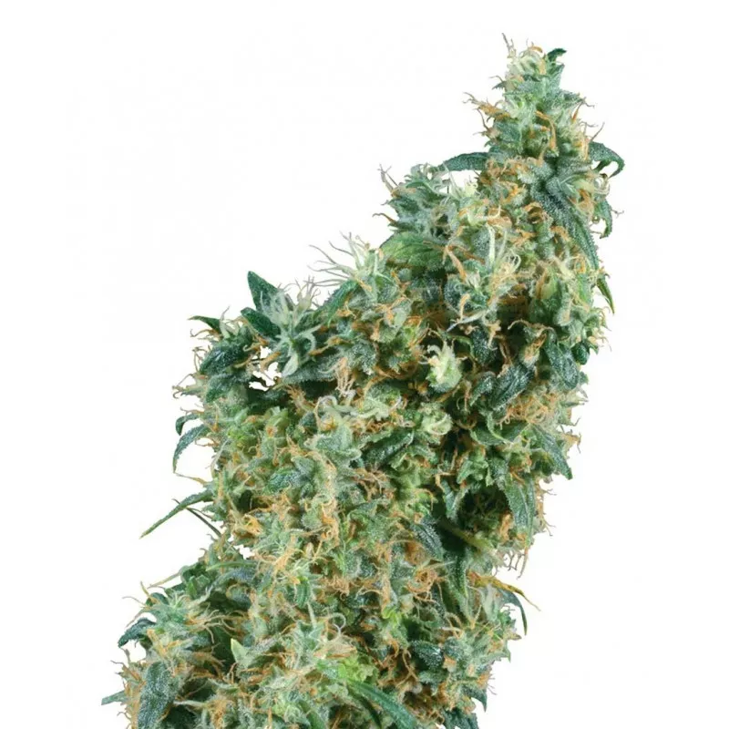 First Lady Sensi Seeds