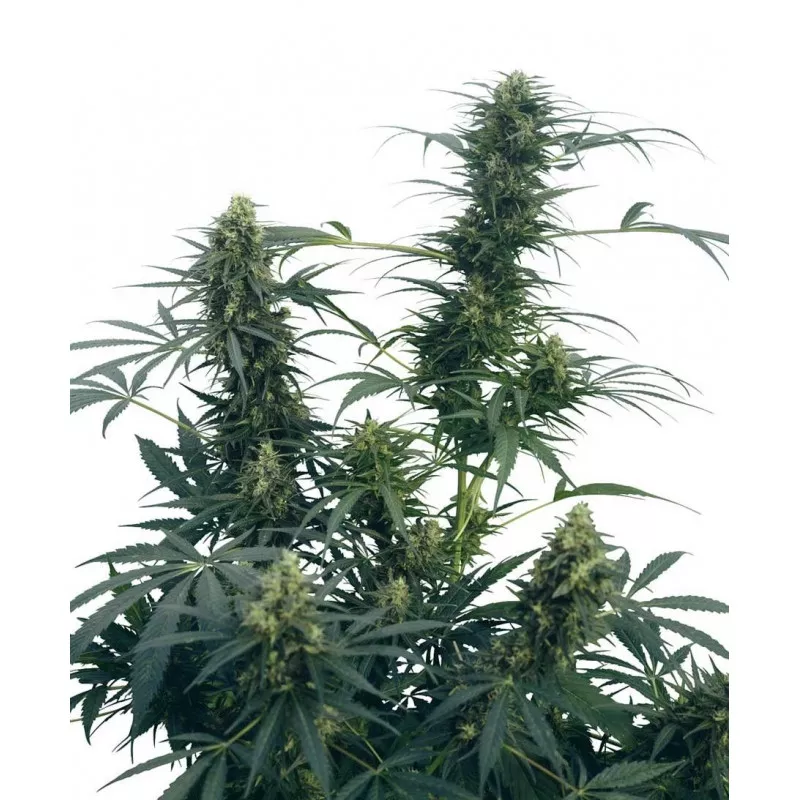 Guerrilla´s Gusto