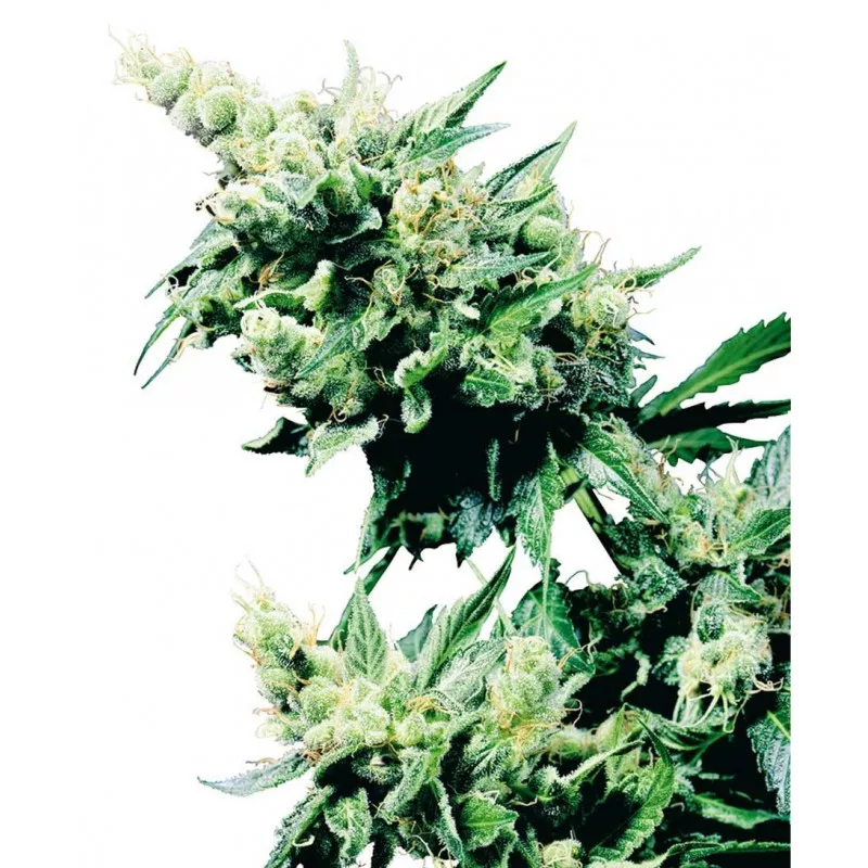 Hash Plant Sensi Seeds