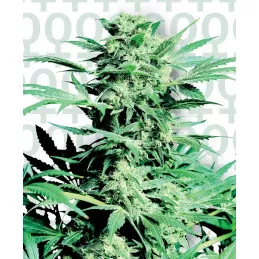 Shiva Skunk