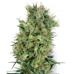 California Orange Bud