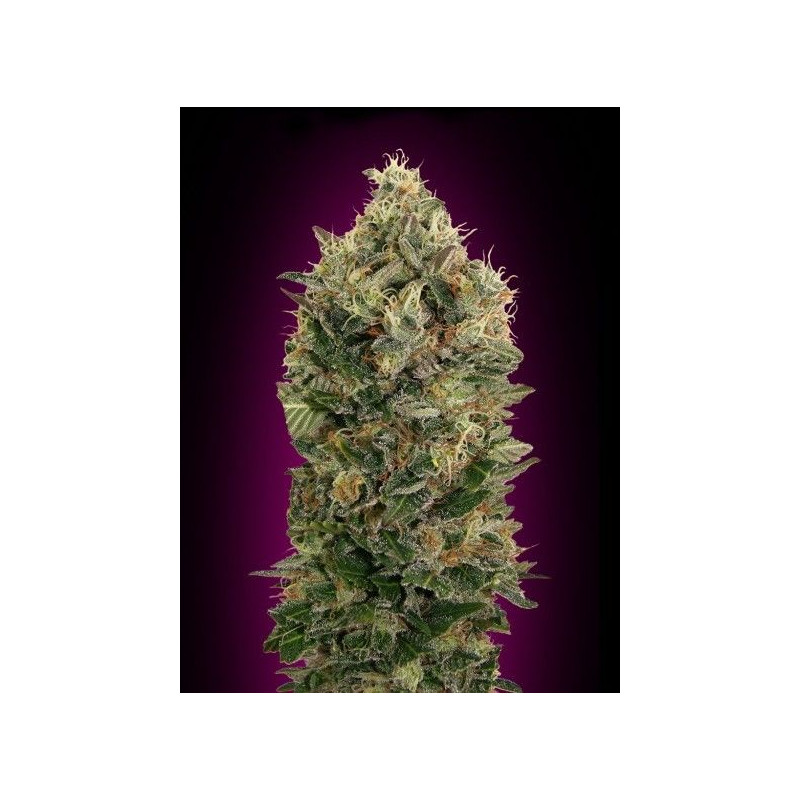 Auto Black Diesel Auto Black Diesel